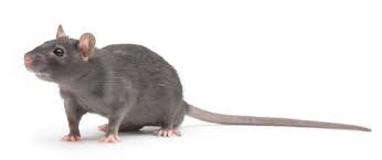 rat